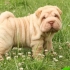 Čím krmit shar pei: rady veterinářů o správné výživě